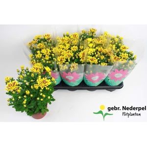 Chrysanthemum Indicum Lake Worth