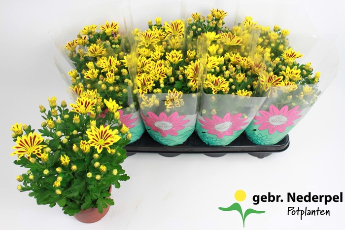 <h4>Chrysanthemum Indicum Lake Worth</h4>