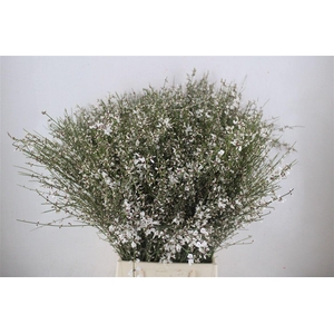 Ginster 400gr White P Bunch