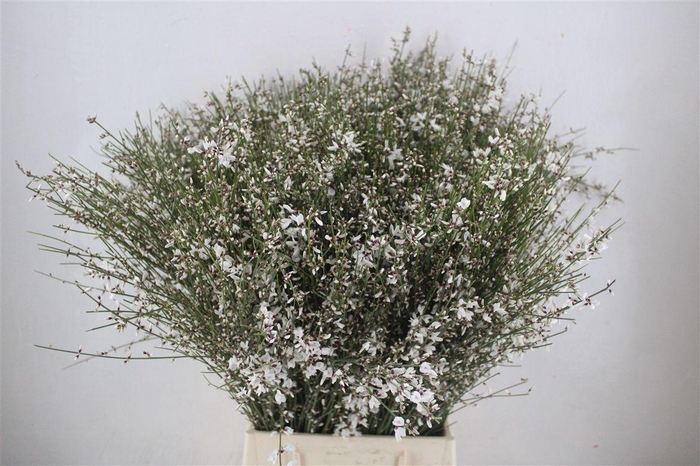 <h4>Ginster 400gr White P Bunch</h4>