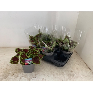 PLEC C MS BOURON STR