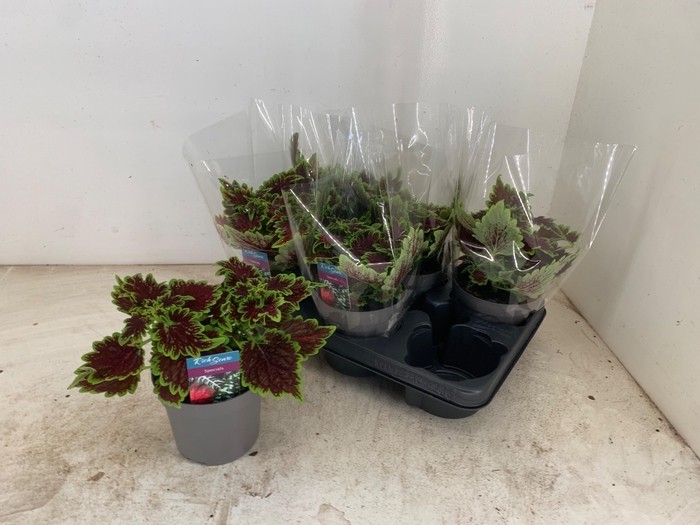 <h4>PLEC C MS BOURON STR</h4>