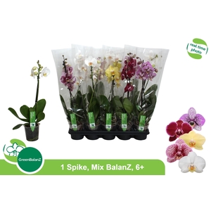PHAL GEM