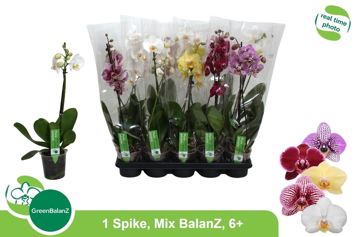 <h4>PHAL GEM</h4>