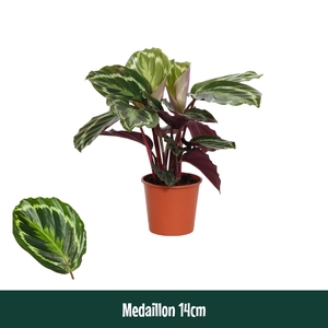 Calathea 14cm Medaillon - Living