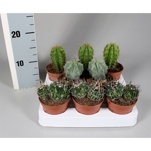 Cactus 8,5 cm luxe mix op rij
