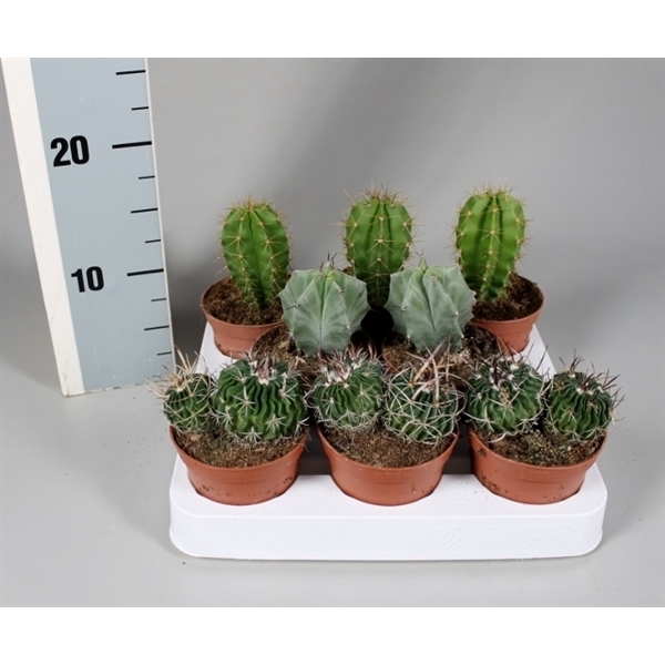 <h4>Cactus 8,5 cm luxe mix op rij</h4>