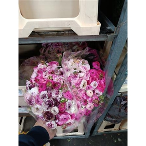 RAN EL EXTRA CAPPUCCINO