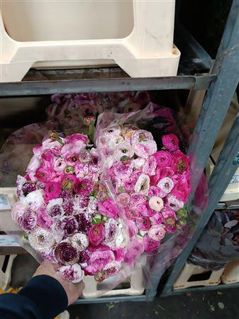 <h4>RAN EL EXTRA CAPPUCCINO</h4>