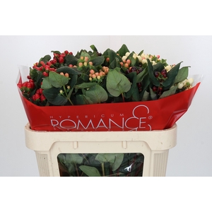 Hypericum Rainbow Romance Spray