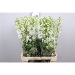 Delph Du Centu White