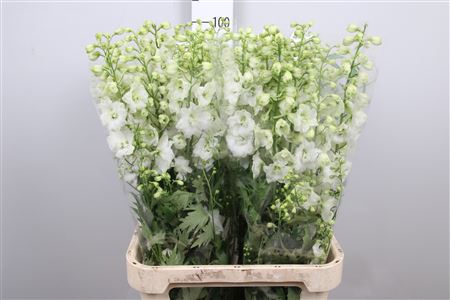 <h4>Delph Du Centu White</h4>