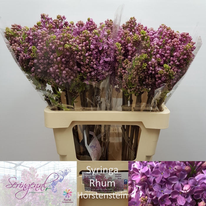 <h4>SYR V R V HORSTENST</h4>