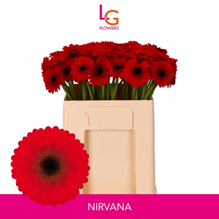 <h4>GE MI NIRVANA</h4>