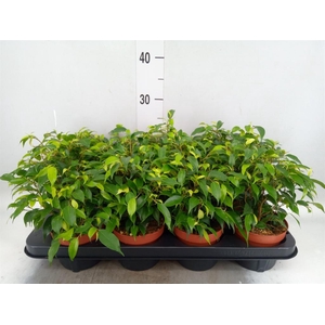 Ficus benja. 'Green Kinky'