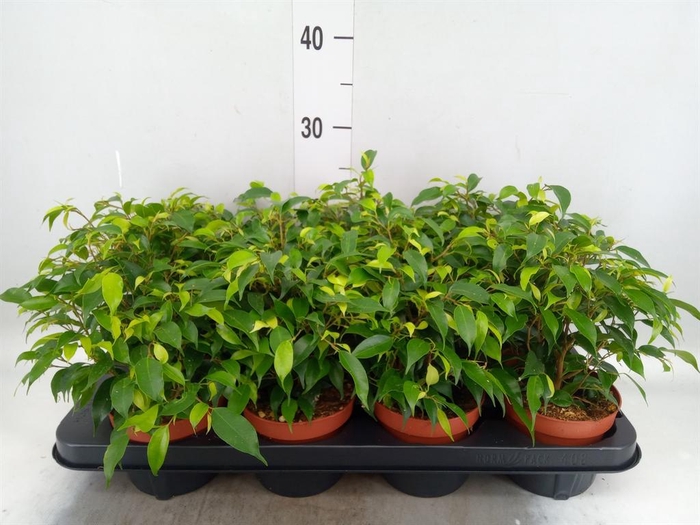 <h4>Ficus benja. 'Green Kinky'</h4>