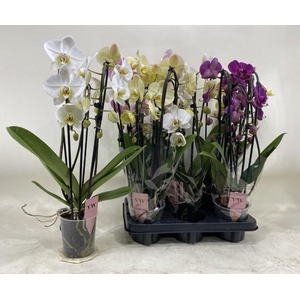 PHAL GEM