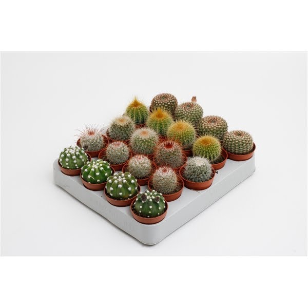 <h4>Cactus bollen mix</h4>