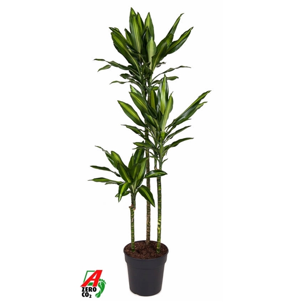 <h4>Dracaena Cintho 90-60-30</h4>