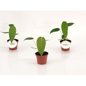 Anthurium Peltigerum