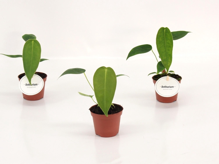<h4>Anthurium Peltigerum</h4>