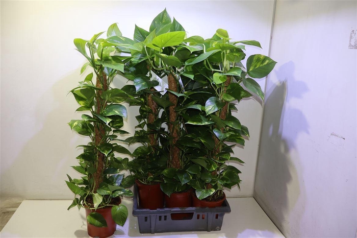 <h4>Epipr Mosstok</h4>