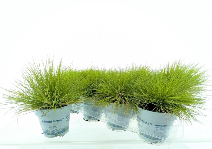 <h4>FEST GL AMIGOLD</h4>