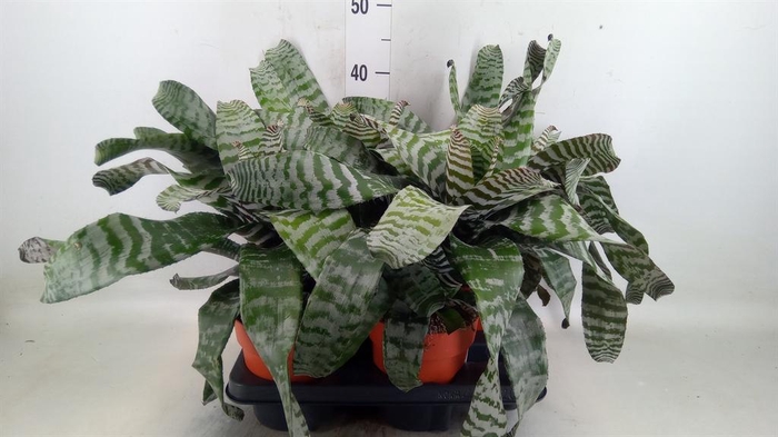 <h4>Bromelia   ...</h4>