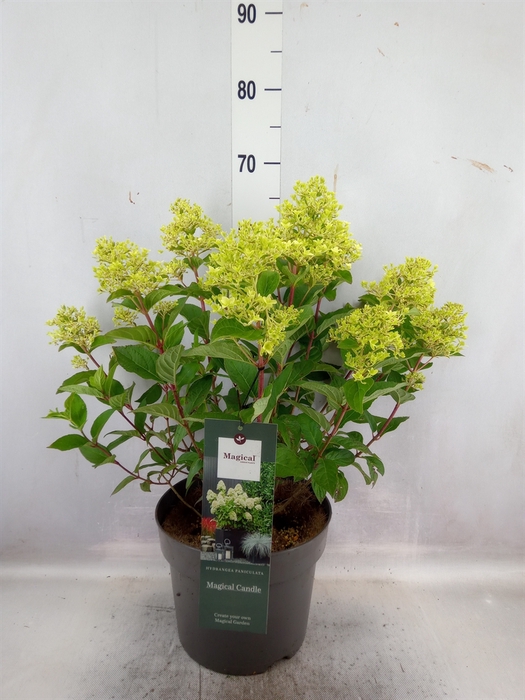 <h4>Hydrangea pan. 'Magical Candle'</h4>