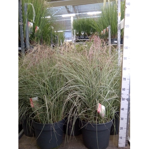 Miscanthus sin.