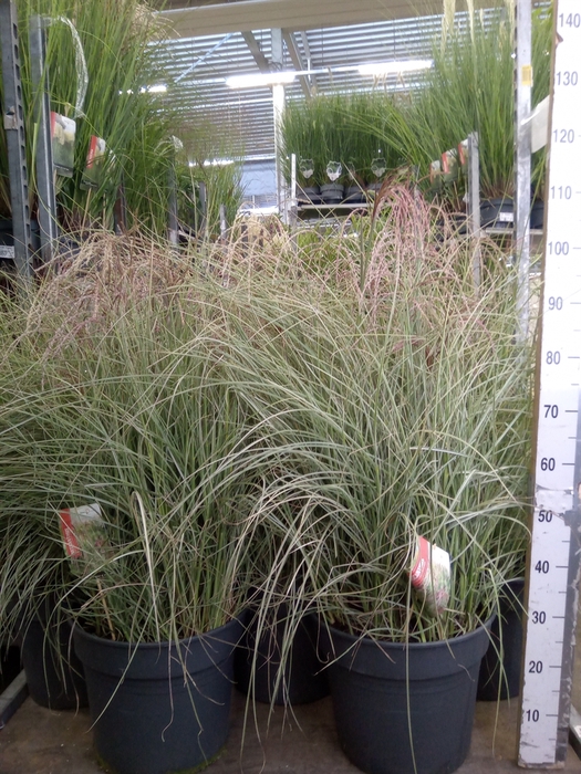 <h4>Miscanthus sin.</h4>