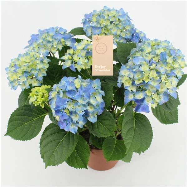 Hydrangea blue 5/6 flowers