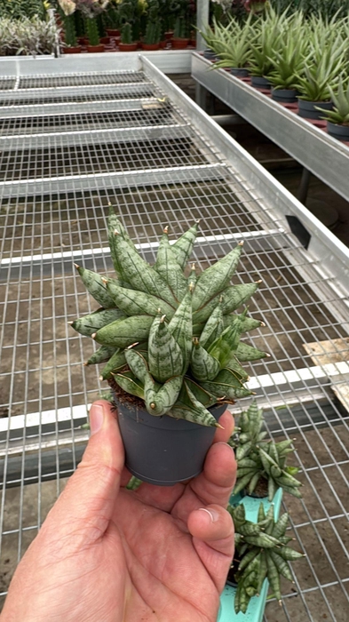 <h4>Sansevieria Artistic Fan 6 cm Multi (Decorum)</h4>