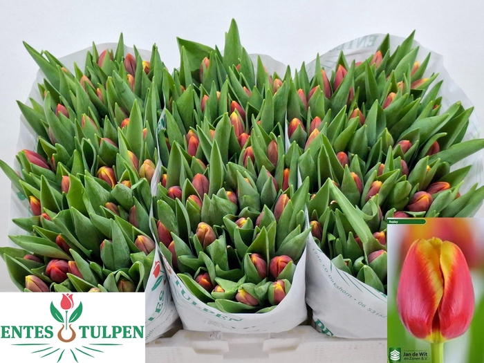 <h4>TU EN REPLAY</h4>