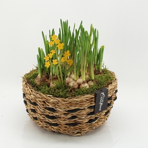 BLCR-2613 Bulbs creations