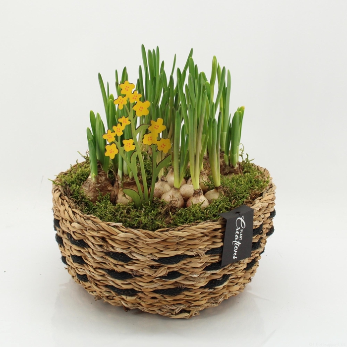 <h4>BLCR-2613 Bulbs creations</h4>