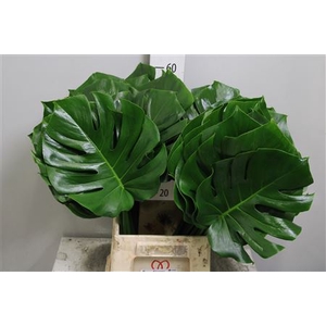 Monstera Blad 27cm