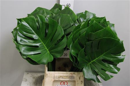 <h4>Monstera Blad 27cm</h4>