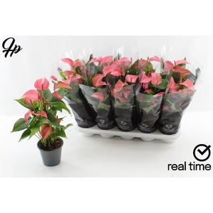 Anthurium Floriclone Romantico 12Ø 43cm 5fl