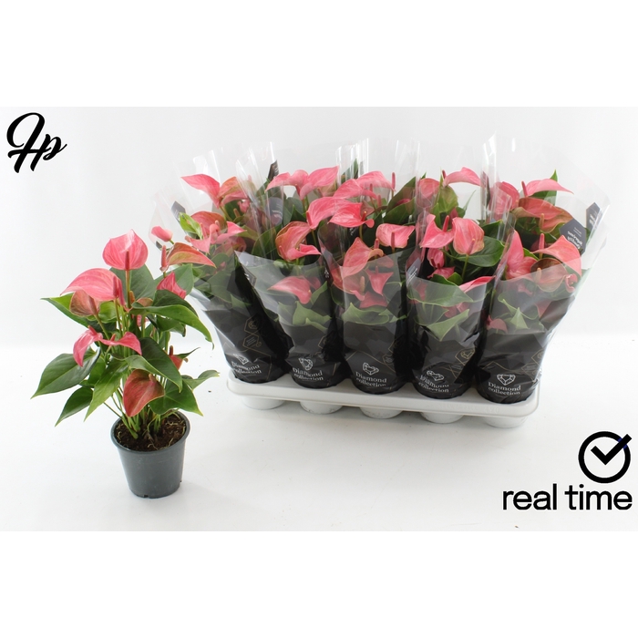 <h4>Anthurium Floriclone Romantico 12Ø 43cm 5fl</h4>