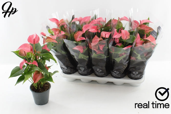 Anthurium Floriclone Romantico 12Ø 43cm 5fl