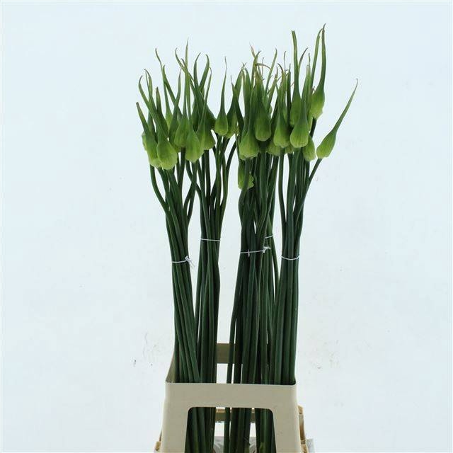 <h4>ALLIUM CEPA JUDITH</h4>