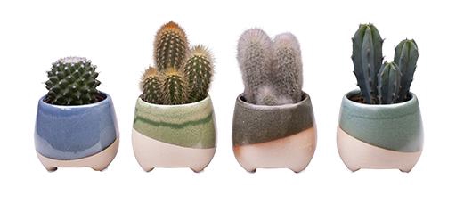 <h4>CACTACEAE P6 L 653</h4>