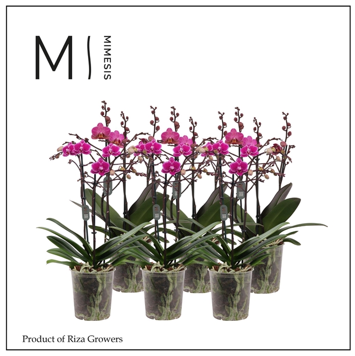 <h4>Phalaenopsis Multi Purple 3 spike - 12cm | Mimesis</h4>