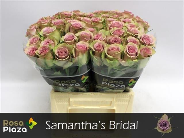 R GR SAMANTHA BRIDAL