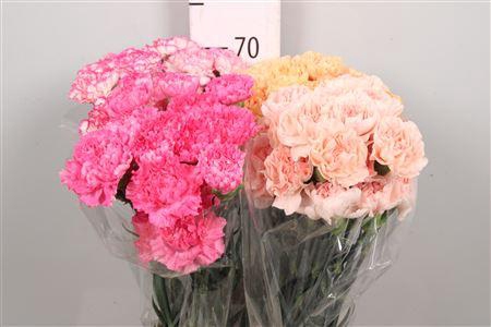 <h4>Di St Gemengd</h4>