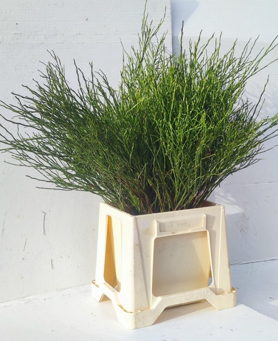 <h4>VACC MYRTILLUS BS</h4>