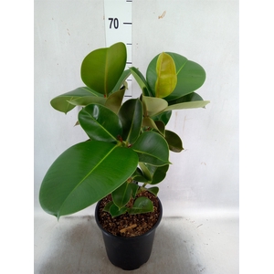 Ficus elastica 'Cloe'