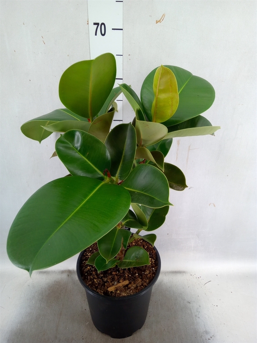 <h4>Ficus elastica 'Cloe'</h4>