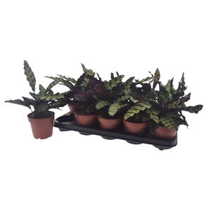 CALAT LANCIFOLIA